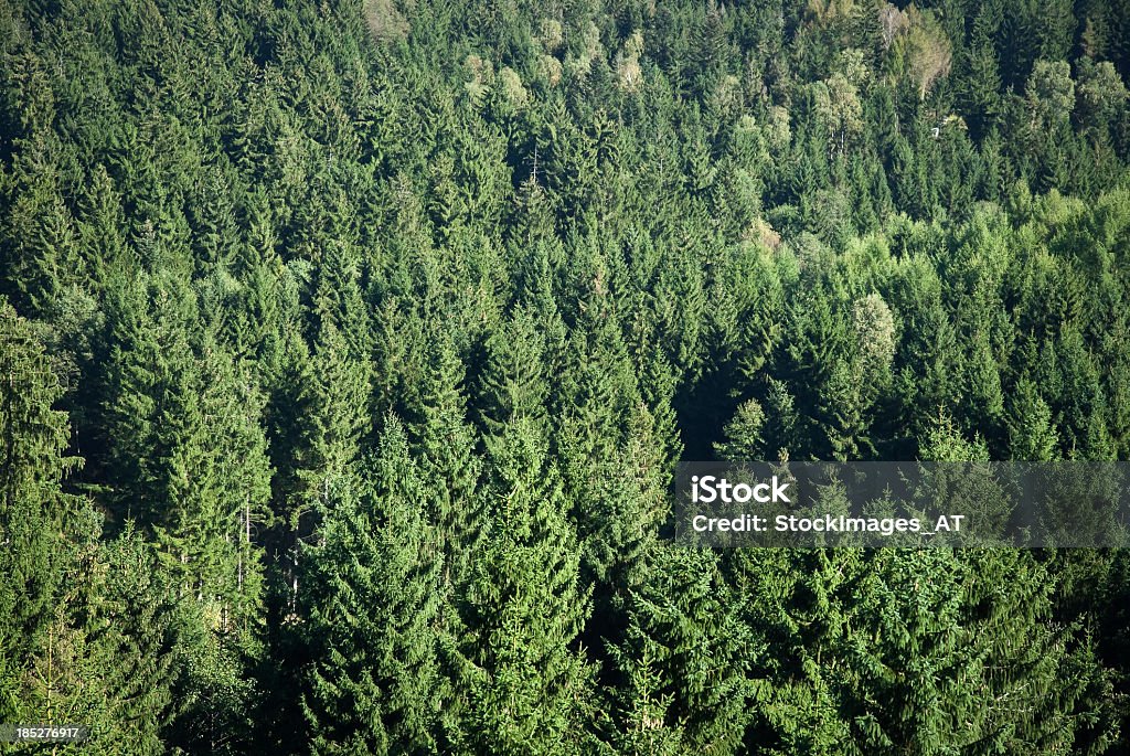 Foresta di uccello occhio vista - Foto stock royalty-free di Abete