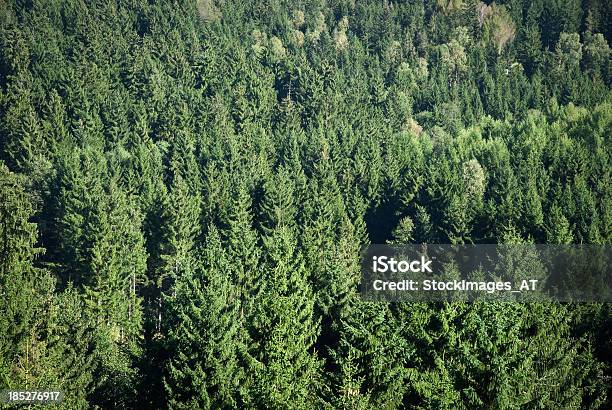 Foresta Di Uccello Occhio Vista - Fotografie stock e altre immagini di Abete - Abete, Ago - Parte della pianta, Albero