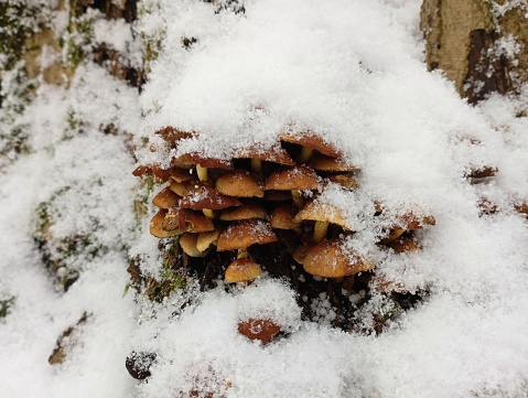 A large group of poisonous mushrooms under the snow in winter. Forest winter texture in winter under the snow.