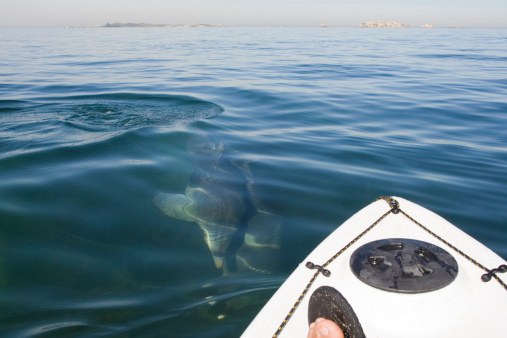 A curious dolphin approaches Kayak. Shoalwater Rockingham.