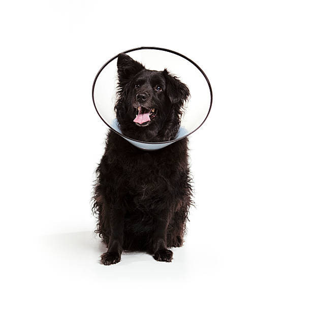 cane con un cono in testa - untucked foto e immagini stock