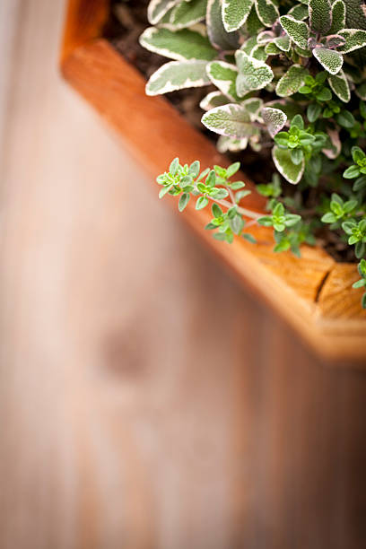 Fresh Herb Garden Herbs in wooden container garden herb crate thyme sage stock pictures, royalty-free photos & images