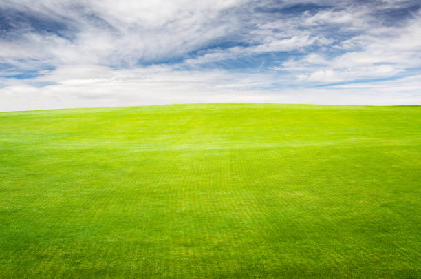 A picturesque summer landscape featuring a lush green grass field stretching under a blue sky with scenic clouds