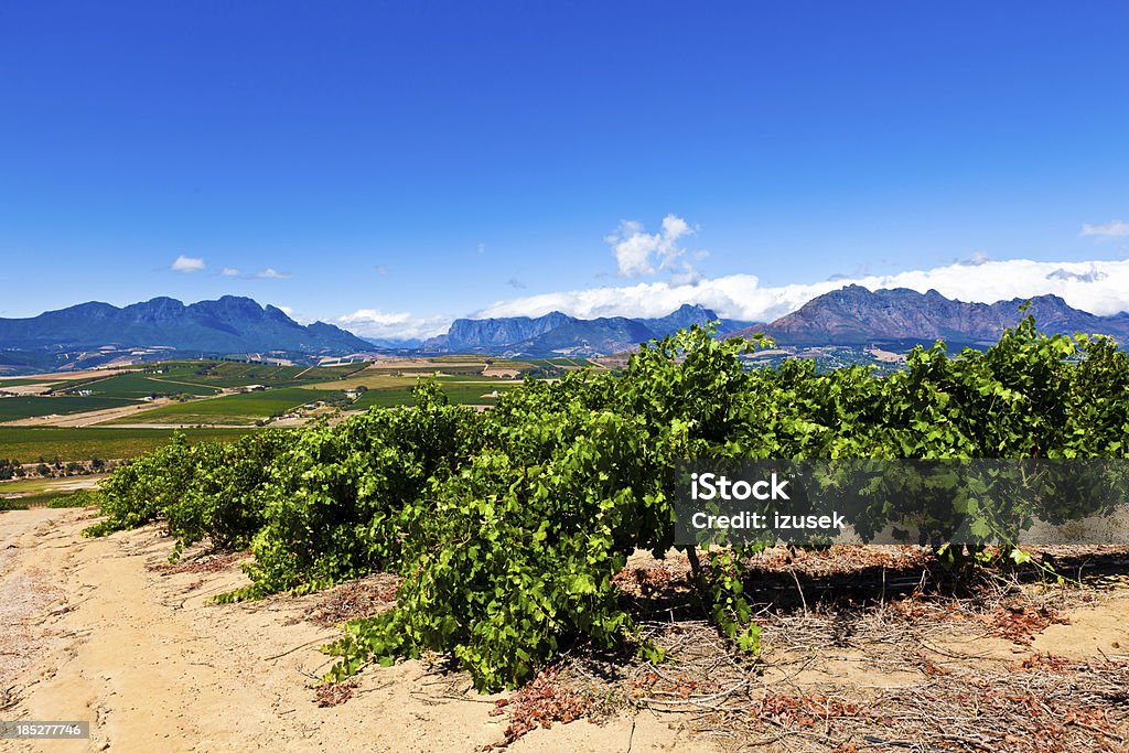 Vineyards in Stallenbosch Vineyards in Stallenbosch, South Africa. South Africa Stock Photo