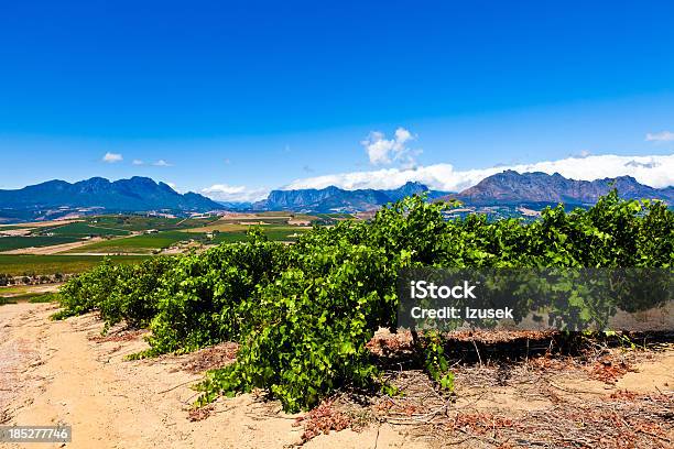 Vineyards In Stallenbosch Stock Photo - Download Image Now - South Africa, Vineyard, Africa