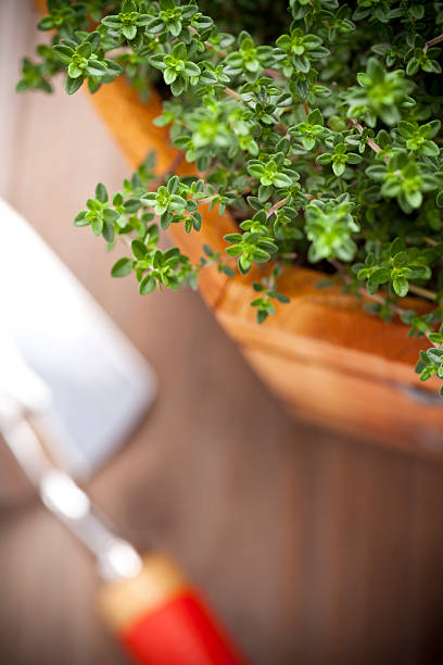 Fresh Herb Garden Herbs in wooden container garden herb crate thyme sage stock pictures, royalty-free photos & images