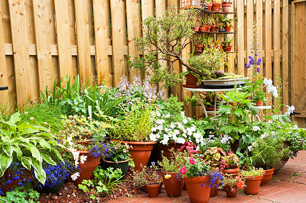 istock Urban Garden Summer Rain 185277834