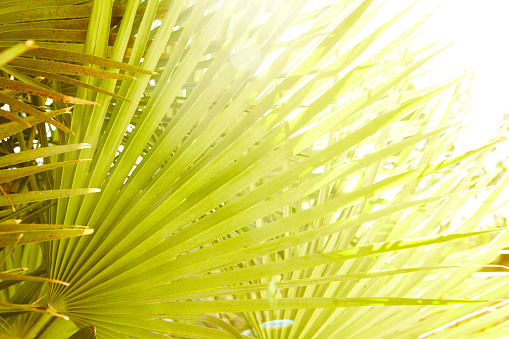 Close-up of tropical palm leaf in sun