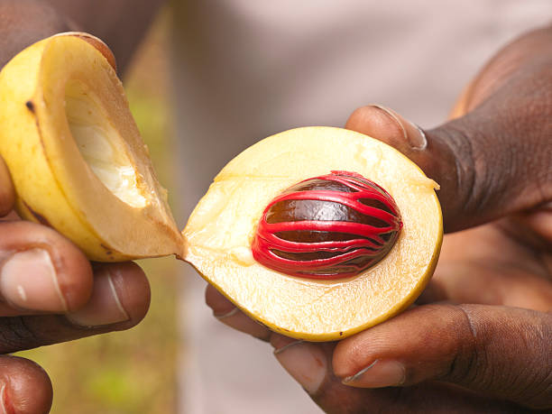 Fresh nutmeg fruit in open shell, african hands holding a fruit. Zanzibar, Tanzania