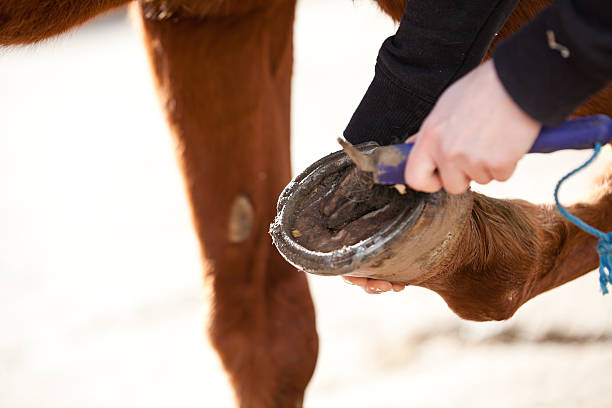 istock Cleaning Horse Hoof 185278079