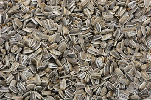 Background image of striped sunflower seed pods