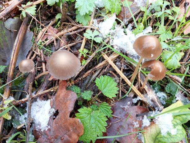 Small mushrooms with poison grow among the green grass. Fragile poisonous mushrooms in autumn in the forest. Small mushrooms with poison grow among the green grass. Fragile poisonous mushrooms in autumn in the forest. psathyrellaceae stock pictures, royalty-free photos & images