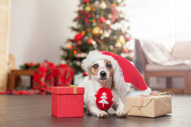 istock Dog near christmas tree 1852781408
