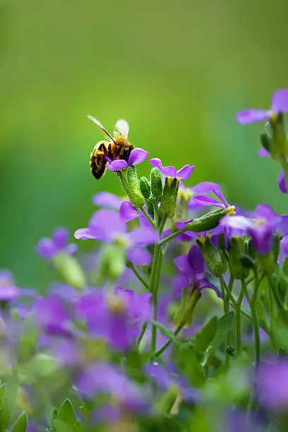 Photo of Bee and flowers