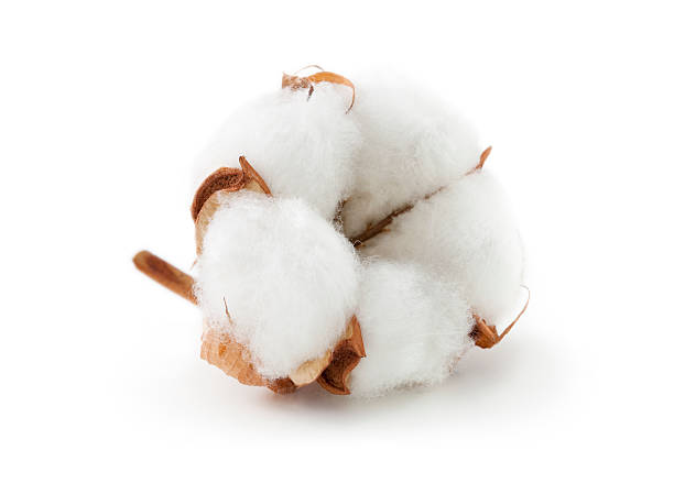Cotton boll Cotton boll. cotton ball stock pictures, royalty-free photos & images