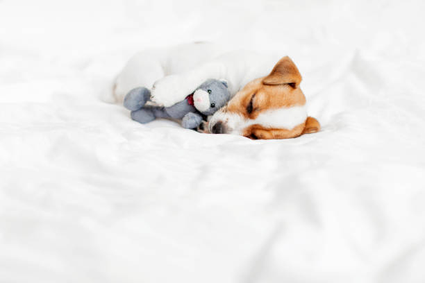 istock Cute pupppy dog sleeping in bed with fluffy toy 1852783018