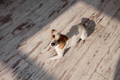 Cute dog sitting on white wooden floor at home