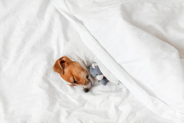 istock Cute pupppy dog sleeping in bed with fluffy toy 1852784233