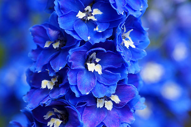 Close up of blue delphinium flowers with blurred background stock photo