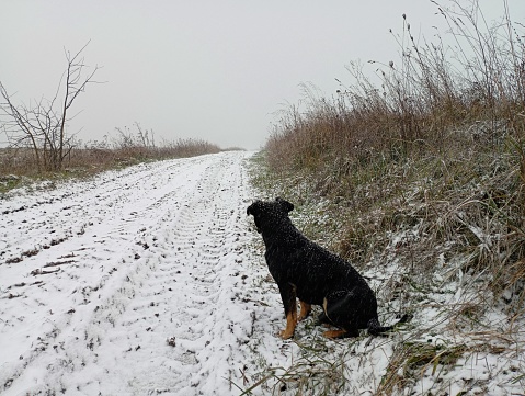 A black dog on a snowy field road is waiting for its owner, staring intently into the distance. The subject of loyalty to domestic animals.