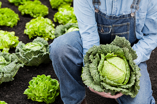 Farmer holding cabbage in field