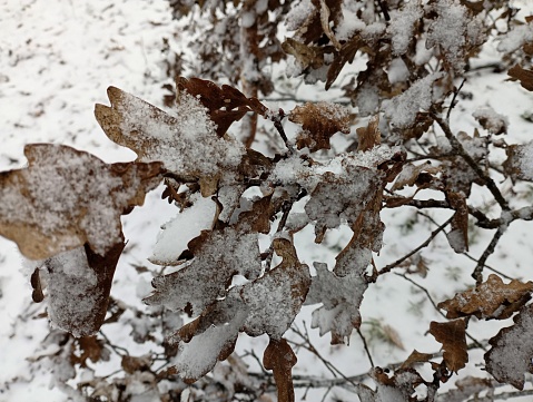 Hoarfrost on pyrenean oak (QUercus pyrenaica) fallen leaves, winter nature background
