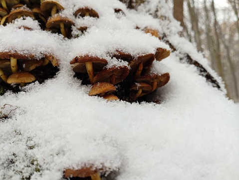 Poisonous wood mushrooms under a layer of white cold snow on an old rotten stump. Forest backgrounds and textures. Mushrooms under a layer of snow.