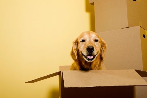 A five year old happy Golden Retriever sitting in a moving box, with other boxes stacked against the wall.  \