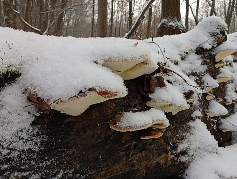 An old tree trunk in the middle of the forest with mushrooms all over the area of the trunk. Parasite fungi on an old tree in winter under a thick layer of snow.