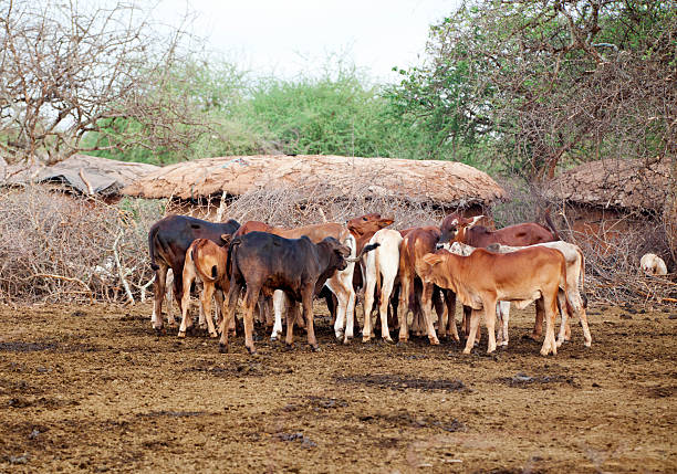 istock Calfs in masai village. 185279065