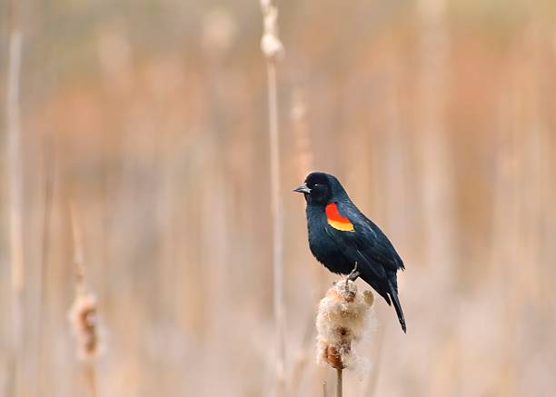 istock Breeding Male Red-winged Blackbird In March 185279259