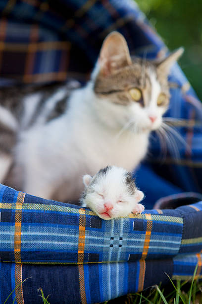 Cтоковое фото Cat's family