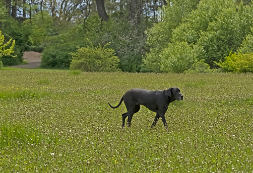 Large dog walking through a green space