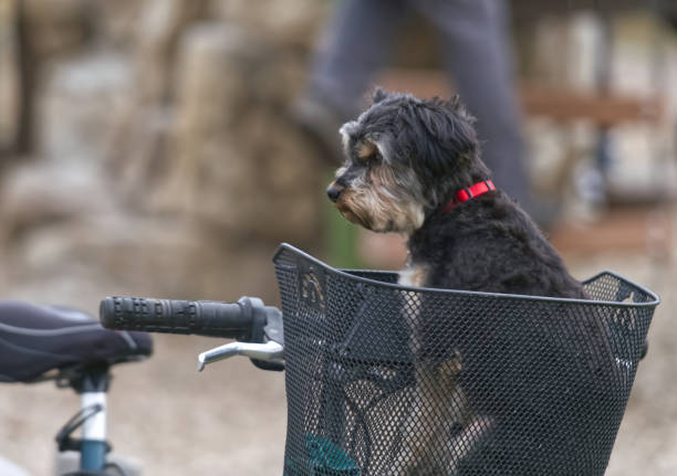 istock Dog in a bike basket 1852795267