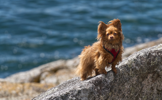 Wind blown dog by the ocean