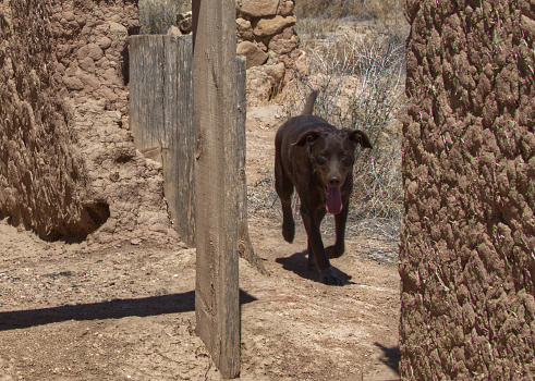 Dog walking passed an abandoned rammed earth wall