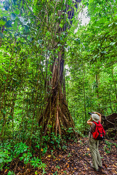 istock Vermont Nature Trail, St. Vincent 185279654