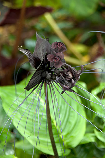 istock Brown Black Flower: Tacca Chartrieri - Rare Orchid 185279657