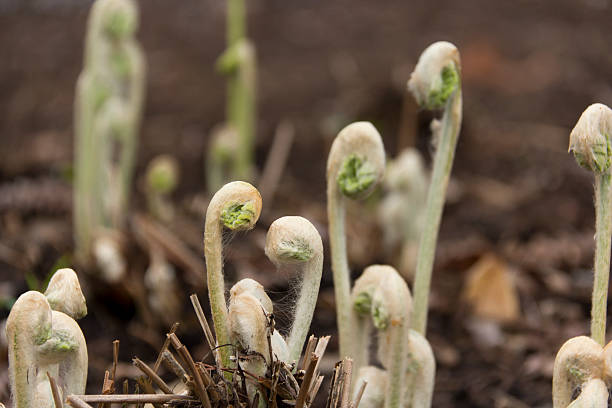 Fern Fronds stock photo