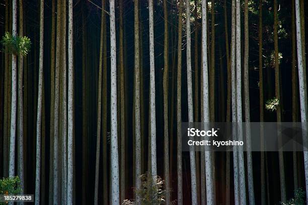 森の背景 - クローズアップのストックフォトや画像を多数ご用意 - クローズアップ, ローキー, 並んでいる