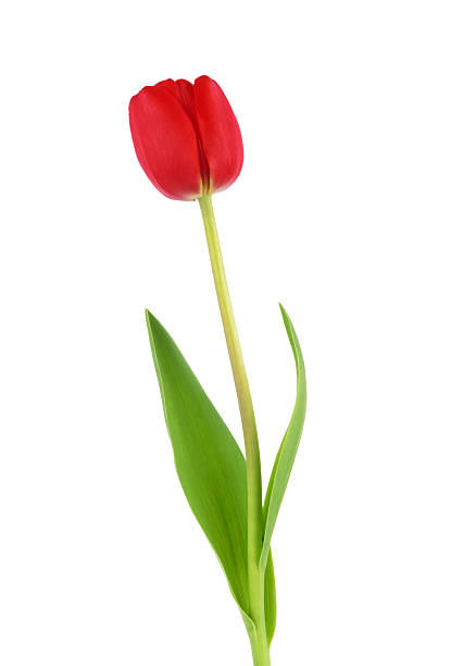 czerwony tulipan na trawie - tulip single flower flower yellow zdjęcia i obrazy z banku zdjęć