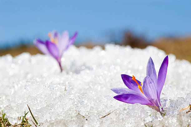 Two Early Spring Crocuses in Thawing Snow and Ice "Crocus longiflorus in the sun, flowering crocus amid thawing snow. Shallow depth of field" crocus tommasinianus stock pictures, royalty-free photos & images