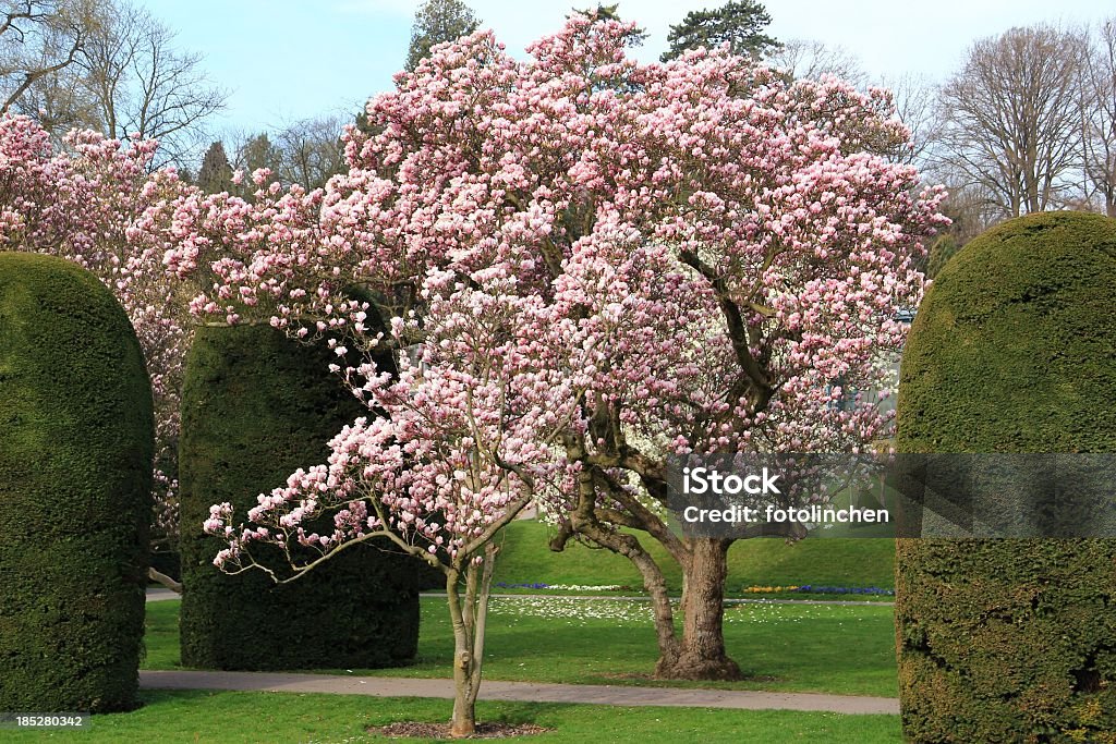 Spring park mit Magnolien-Bäume - Lizenzfrei Baum Stock-Foto