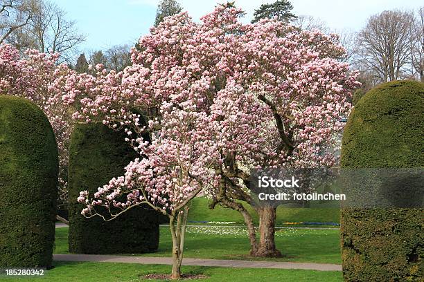 Spring Park Mit Magnolienbäume Stockfoto und mehr Bilder von Baum - Baum, Blüte, Buchsbaum