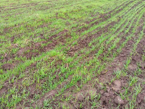 un campo sembrado de trigo de invierno. los primeros brotes de plantas de cereales en otoño en un campo espacioso. el tema de la agricultura. - winter wheat fotografías e imágenes de stock