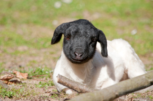 Easter lamb, born in march. Breed Suffolk