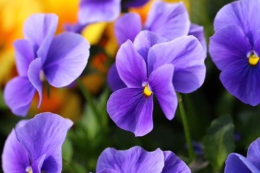 Spring planting with a lot of blue-violet horned pansy (Viola cornuta) in a flower bed in the garden, copy space, selected focus, narrow depth of field