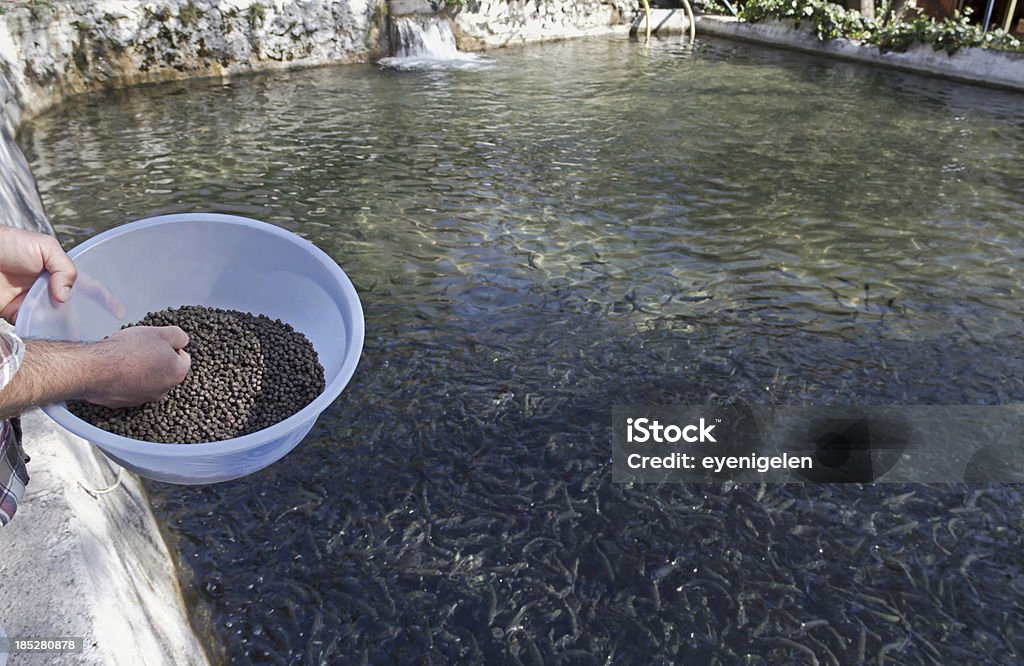 Criadero de pescado - Foto de stock de Alimentar libre de derechos