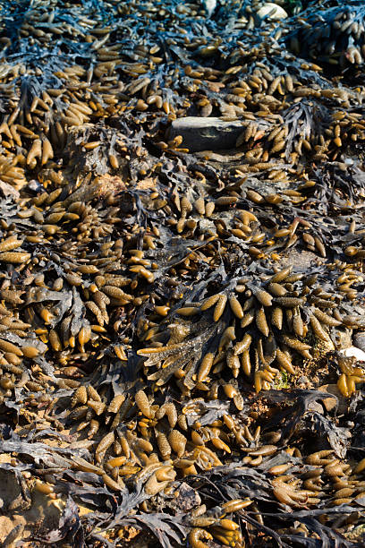 Fucus vesiculosus in the intertidal zone of a rocky seashore Fucus vesiculosus; algae; seaweed; seashore; plant; coast; leaf; brown; green; rocky; bladder wrack cut weed stock pictures, royalty-free photos & images