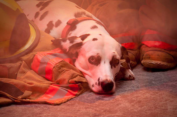 caminhão de cachorro descansando por fogo equipamento, olhando para a câmera - dálmata - fotografias e filmes do acervo